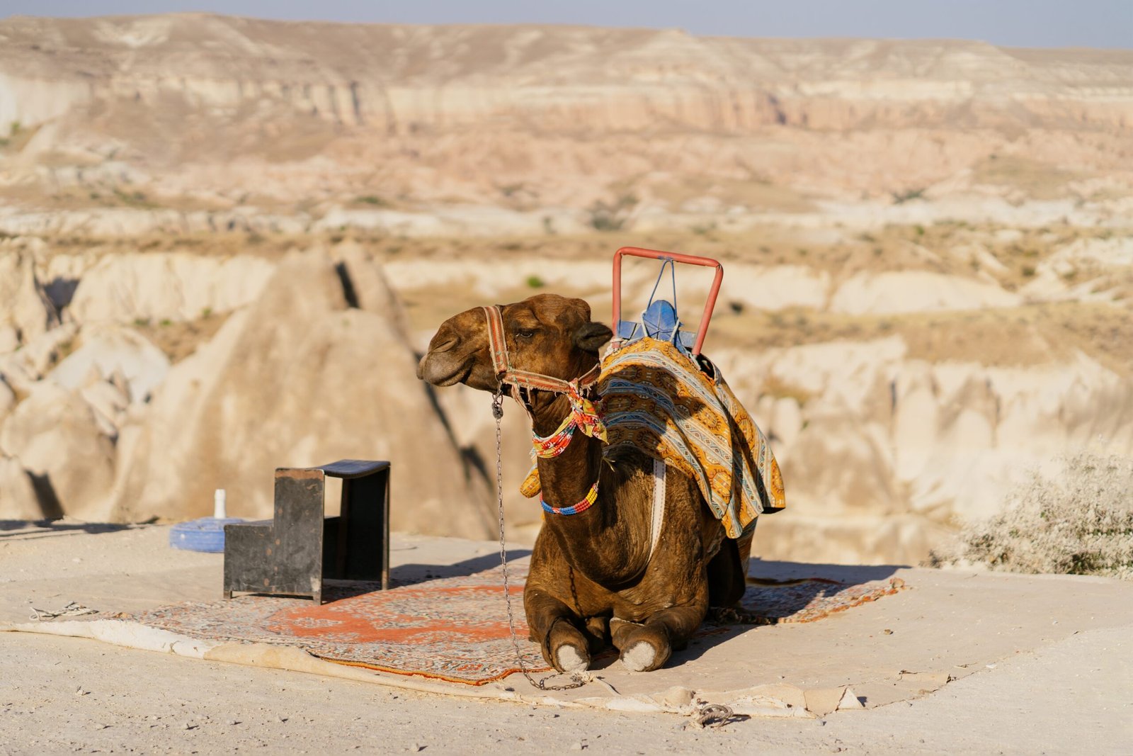 informazioni turistiche sul cammello-cappadociato